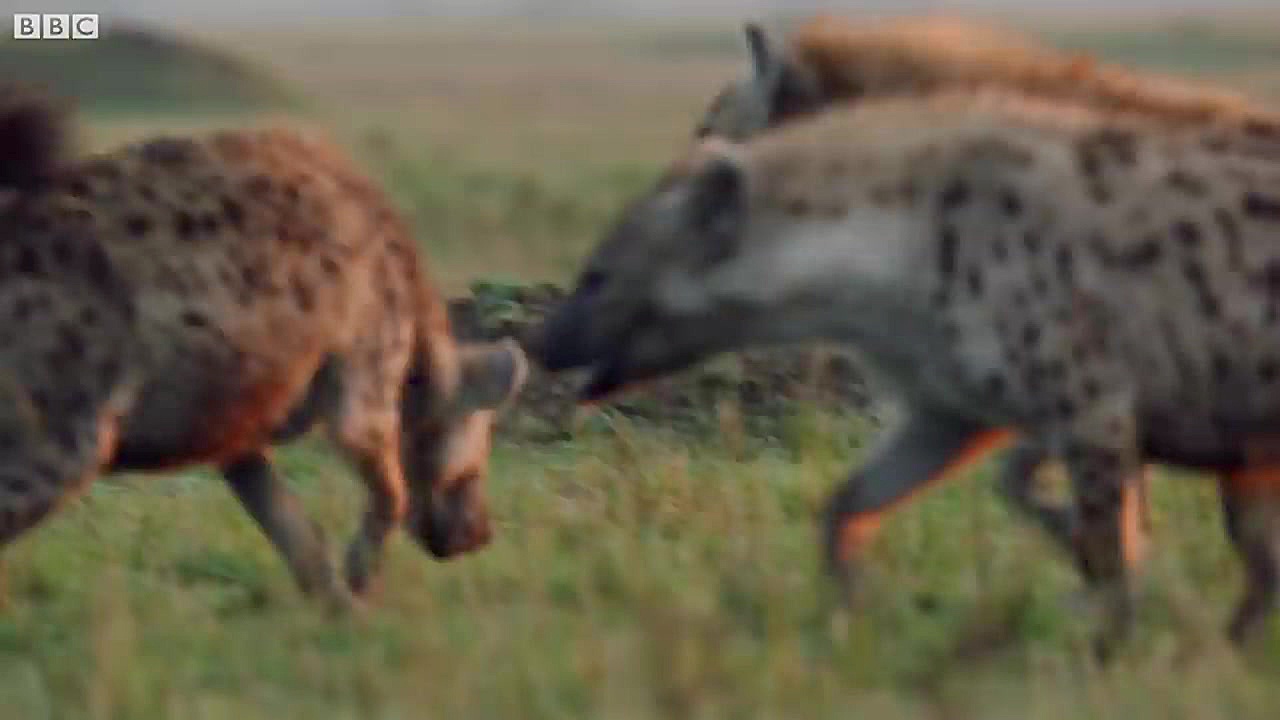 وقتی ۲۰ کفتار ، نامردانه به یک...