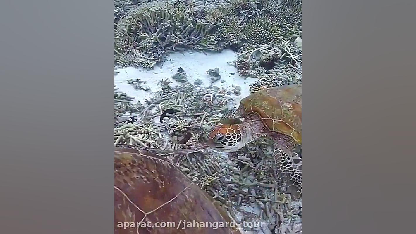 غواصی در اعماق آب های اقیانوس