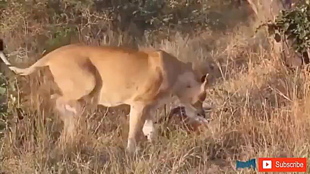 مبارزه حیوانات وحشی  صحنه های...