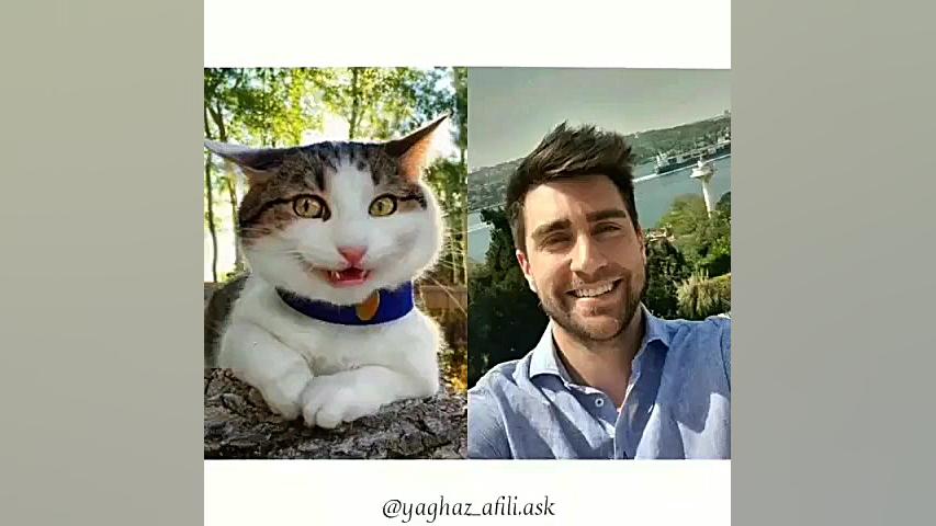 شباهت عجیب یاووز به گربه ها★