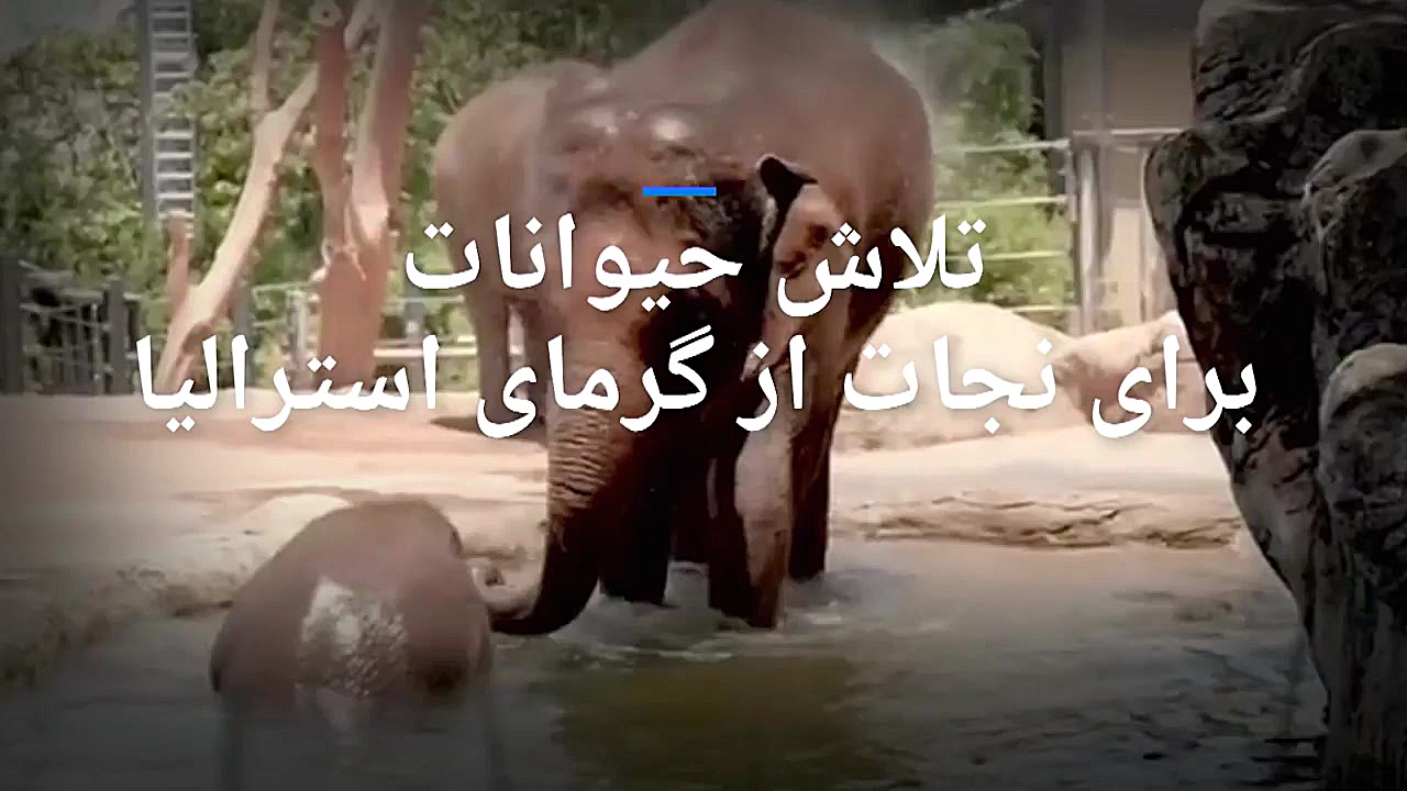 باغ وحش تارونگای استرالیا؛ فرا...