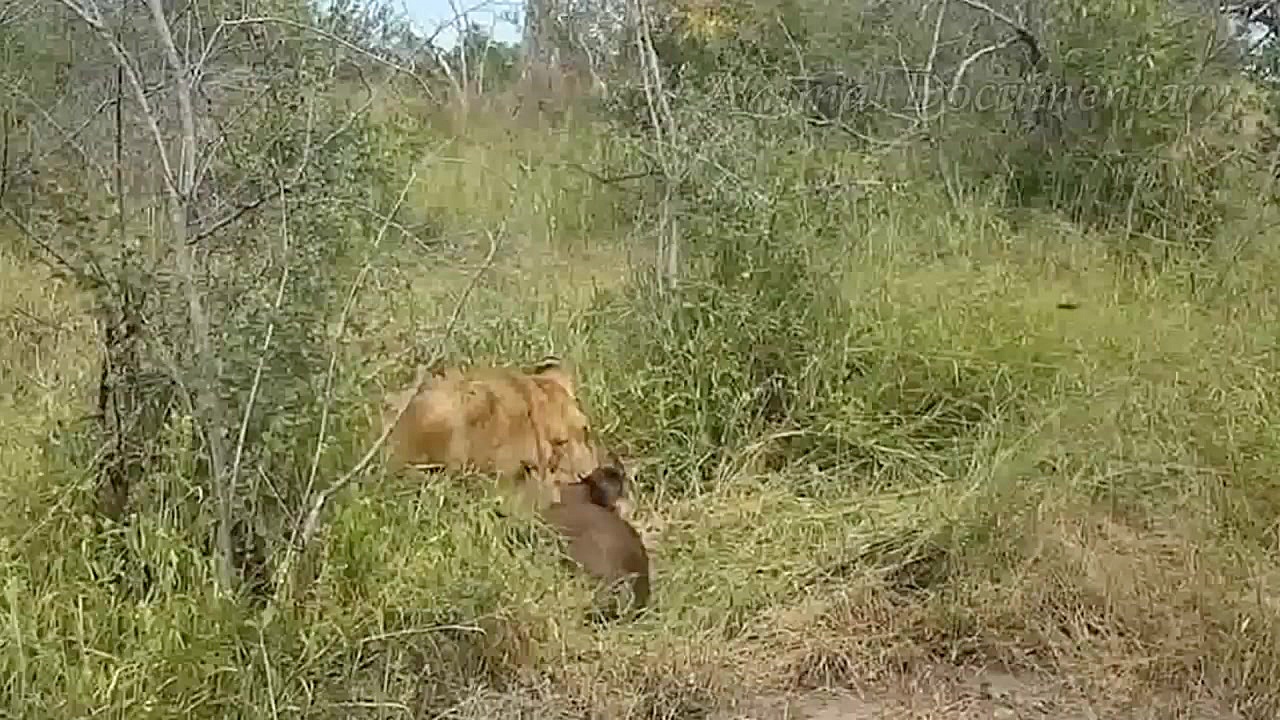 حیات وحش، شکست های مرگبار شیره...