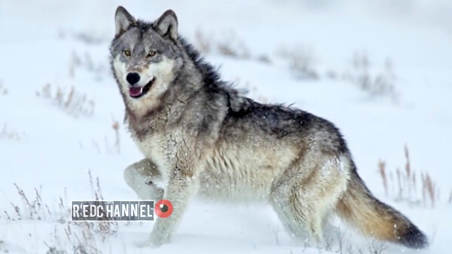 جنگ وحشیانه بین سگ ها و گرگ ها