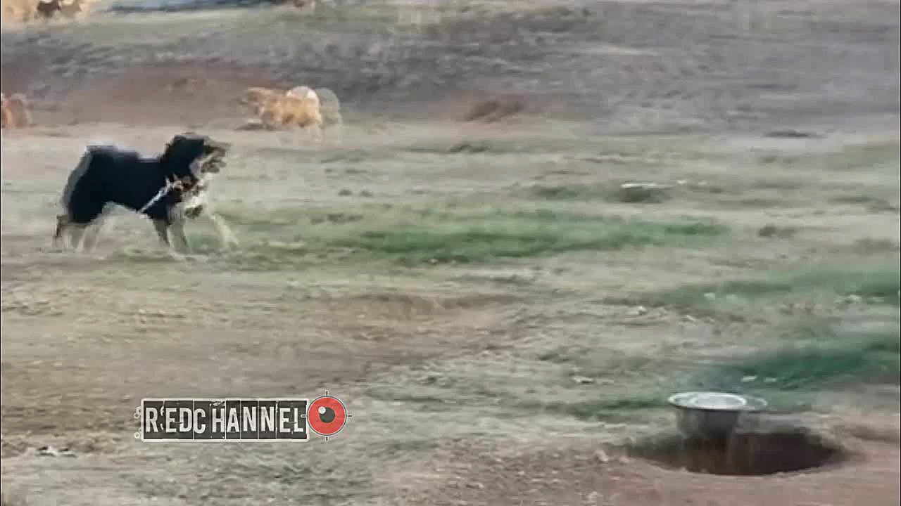 جنگ وحشیانه بین سگ ها و گرگ ها