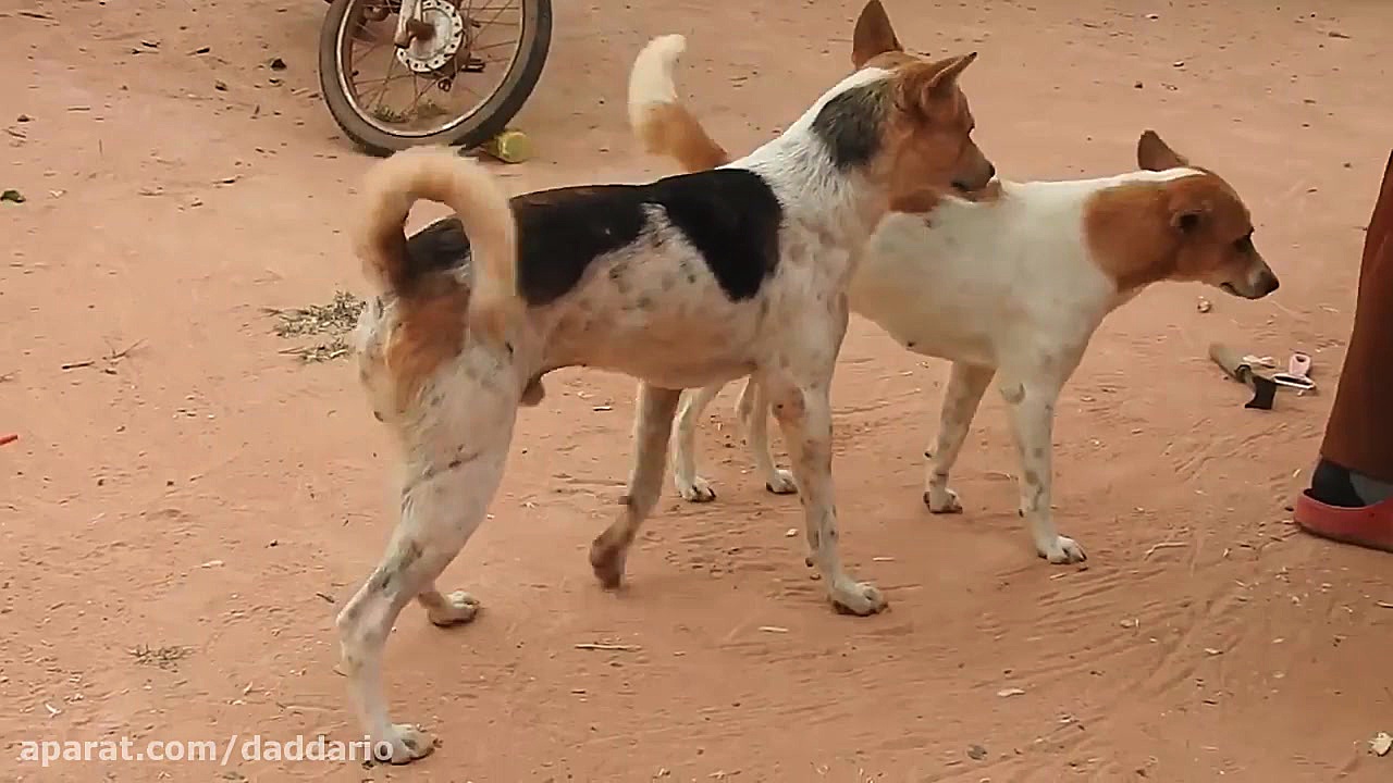 درگیری سگ های خیابان برای جفت...