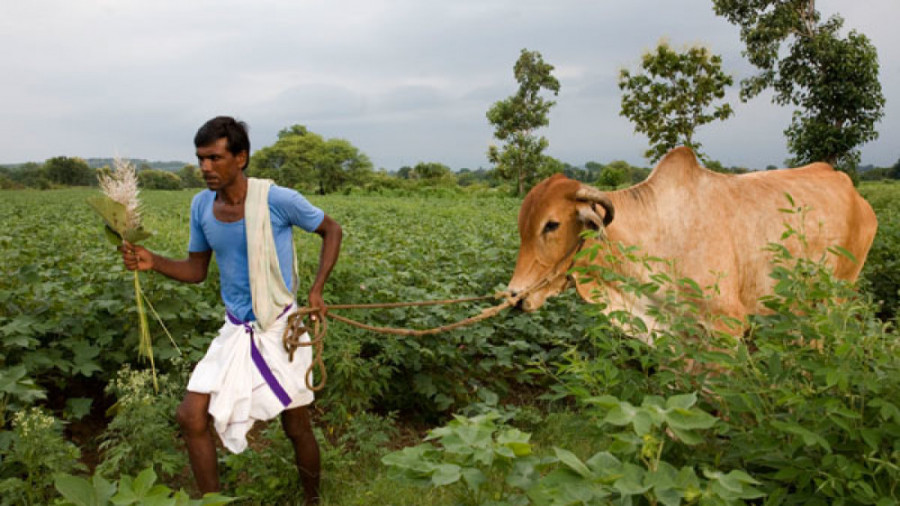 مستند ببینیم (۱): دانه های تلخ...