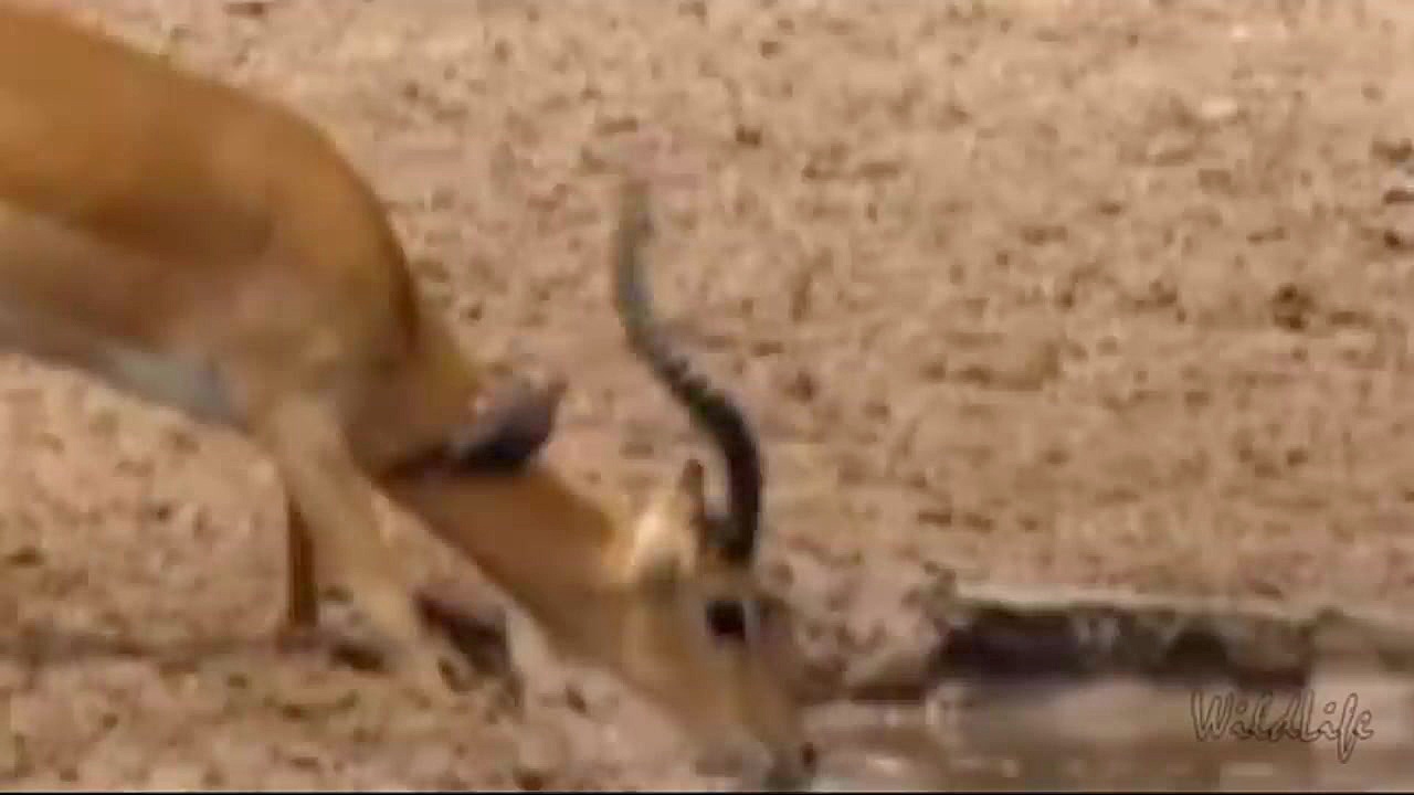 تاکتیک های تمساح برای شکار حیو...