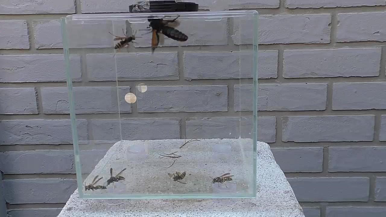 هورنت GIANT vs WASP