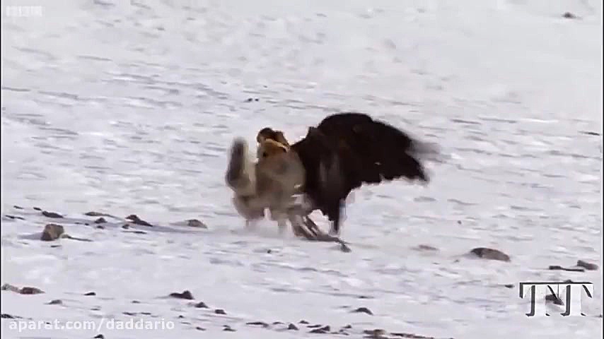 حمله های دیدنی عقاب برای شکار...