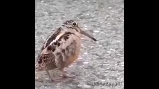 جوجو رقاصه!!! كی بلده مث این ب...