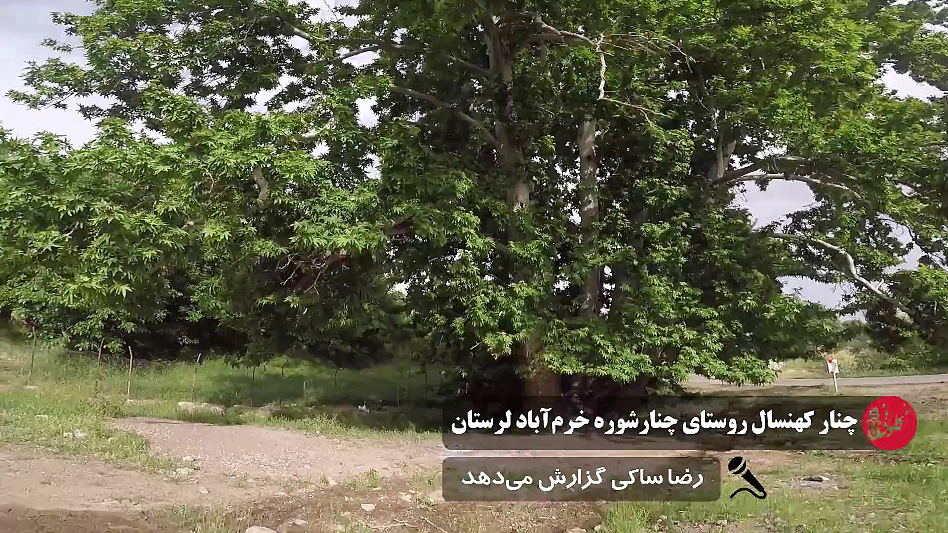 چنار کهنسال روستای چنارشوره خر...