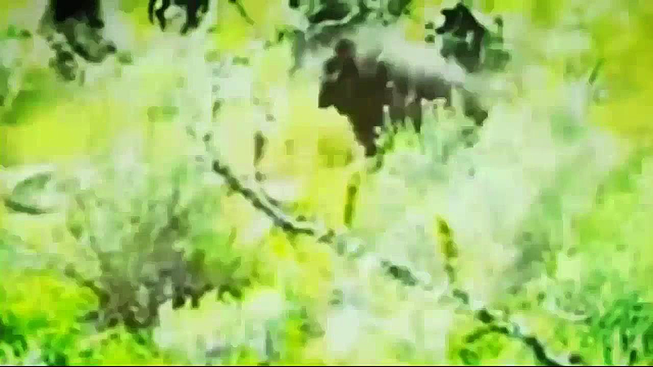 مبارزه حیوانات: قلمرو بوزینه ه...