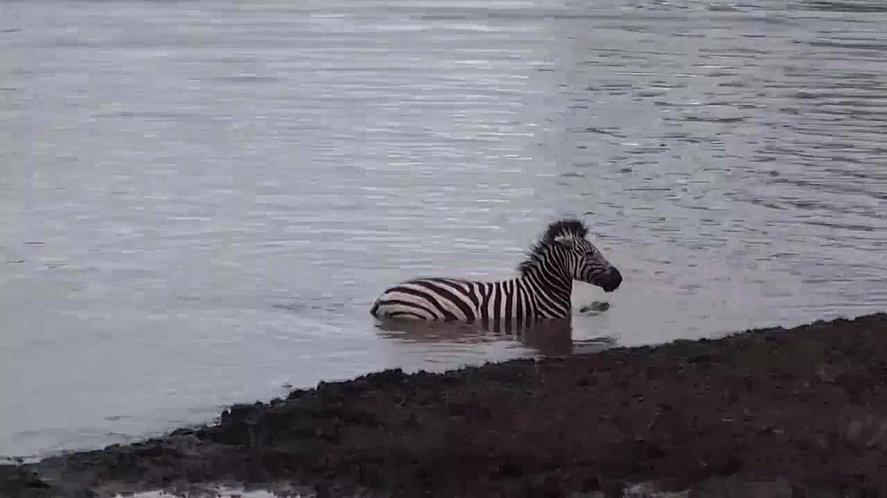 مبارزه حیوانات: نبرد مرگبار اس...