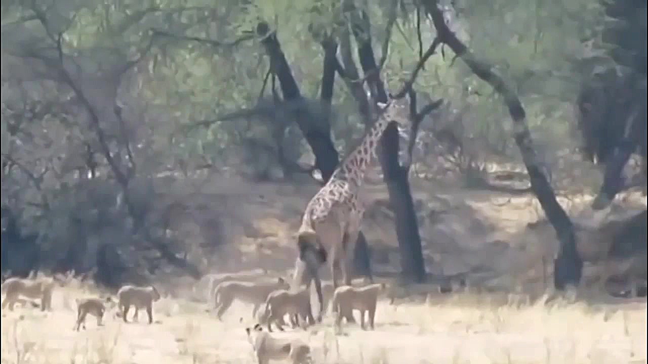 مبارزه حیوانات: نبرد مرگبار زر...