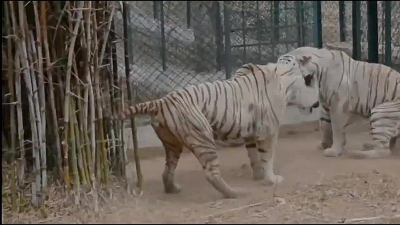 مبارزه حیوانات: مبارزه مرگبار...