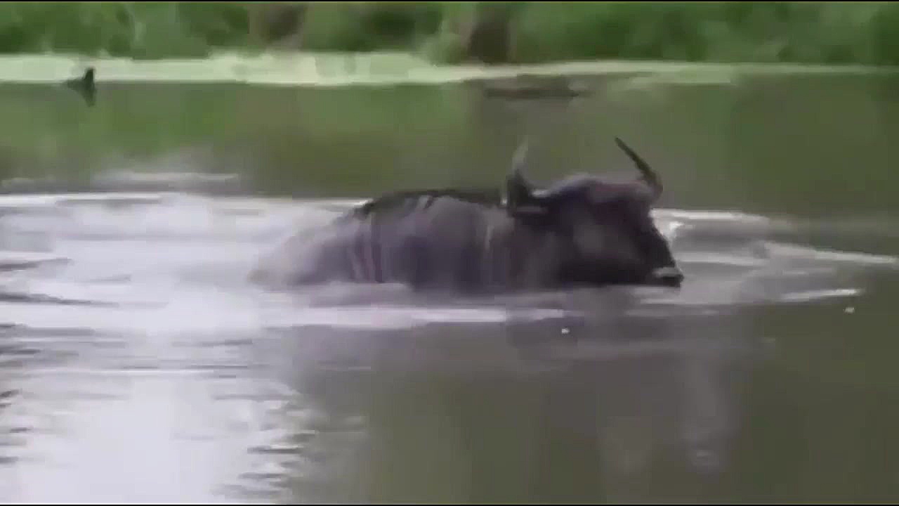 مبارزه حیوانات: مبارزه کروکودی...