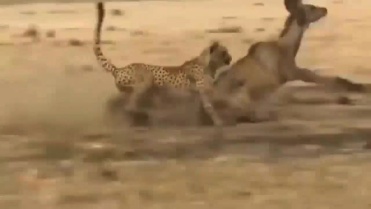 مبارزه حیوانات: حمله مرگبار یو...