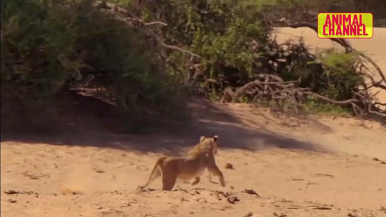مبارزه حیوانات: ضدحمله دیدنی ط...