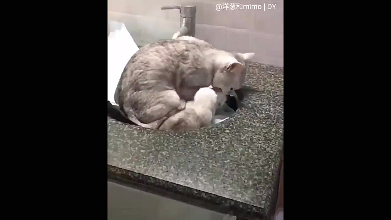 حیوانات بامزه: توله سگ های کوچ...