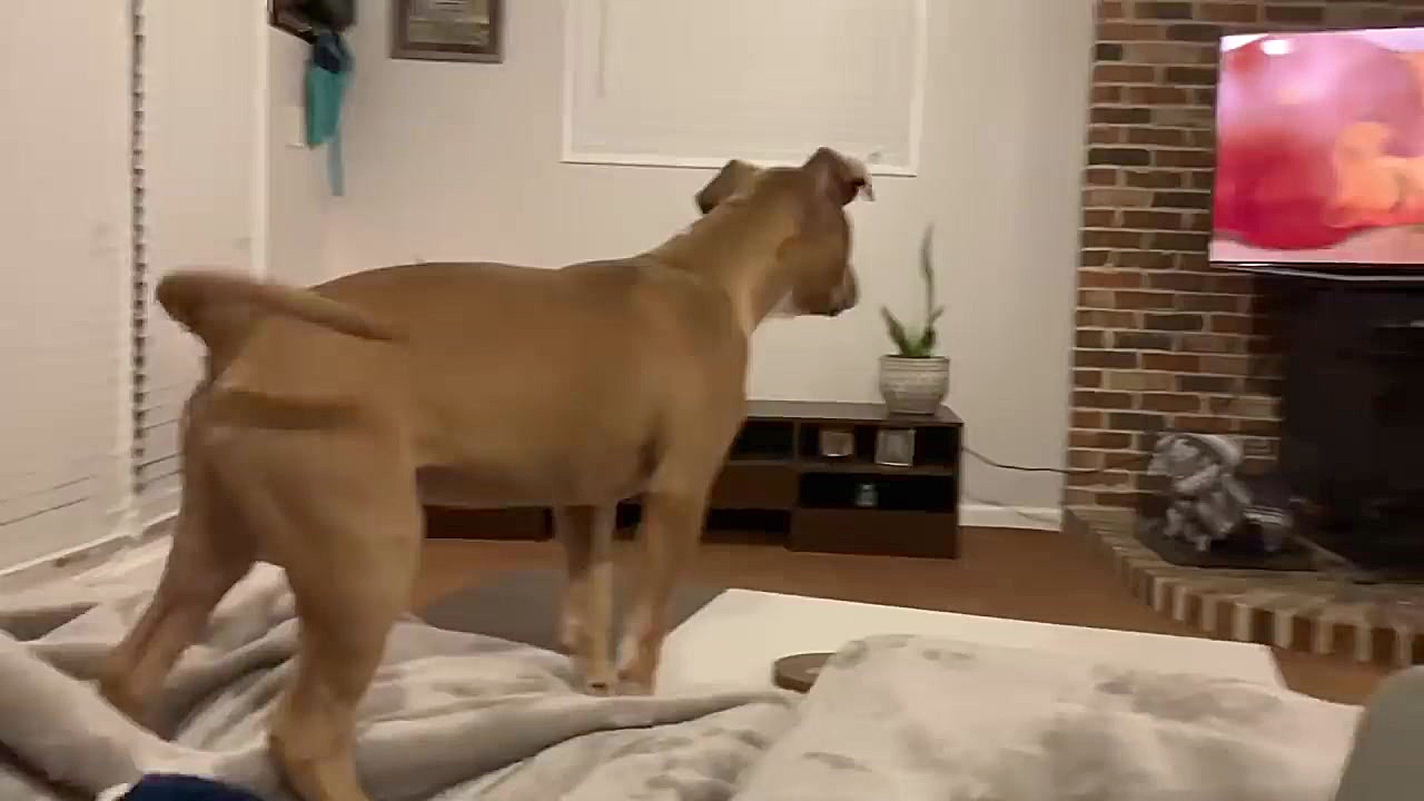 عکس العمل بسیار دیدنی سگی واقع...