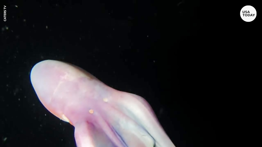 Rare Rainbow Blanket Octopuses Caught On Camera In The Phillippines 2767