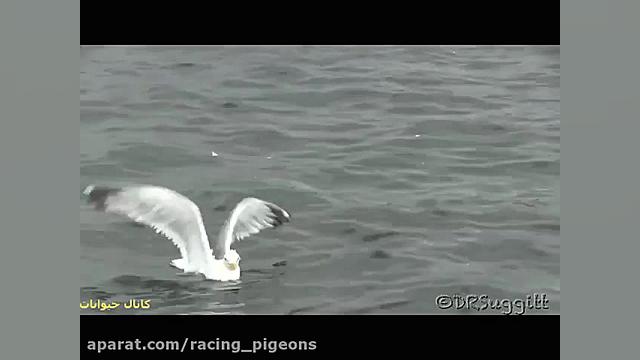 مبارزه بین سمور جسور و مرغ دری...