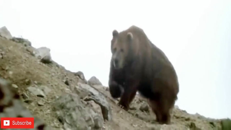 حیات وحش، دیدنی ترین حمله های...