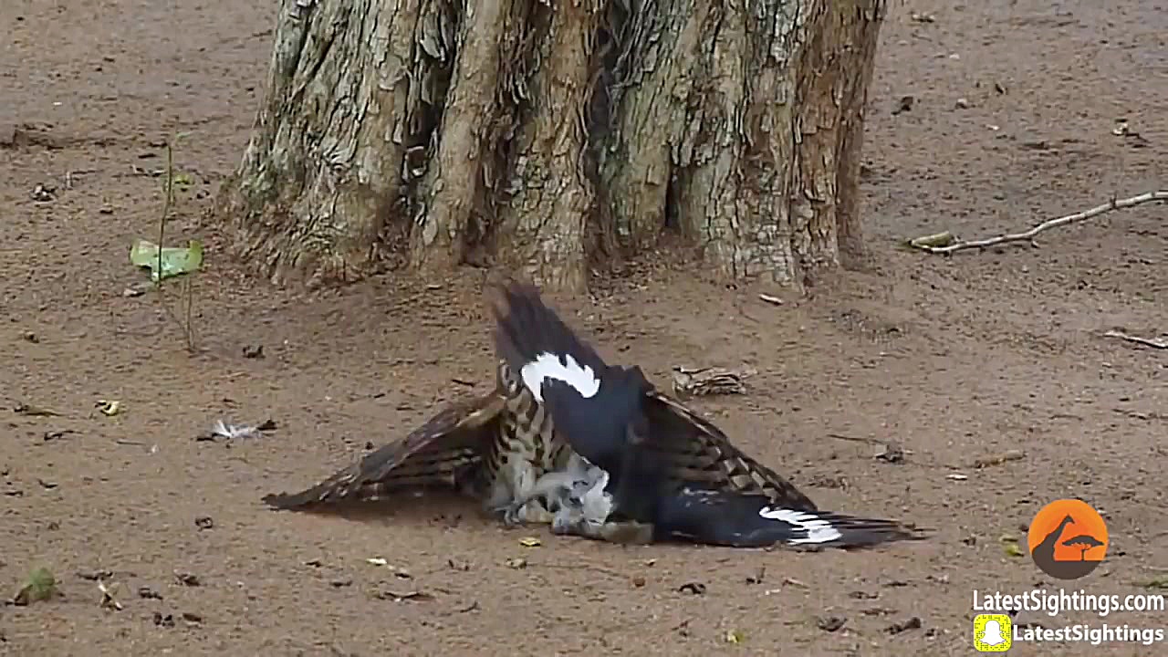 سماجت دیدنی پرنده شکاری برای ا...