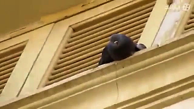 شکار قمری و پرنده در دبی لایک...