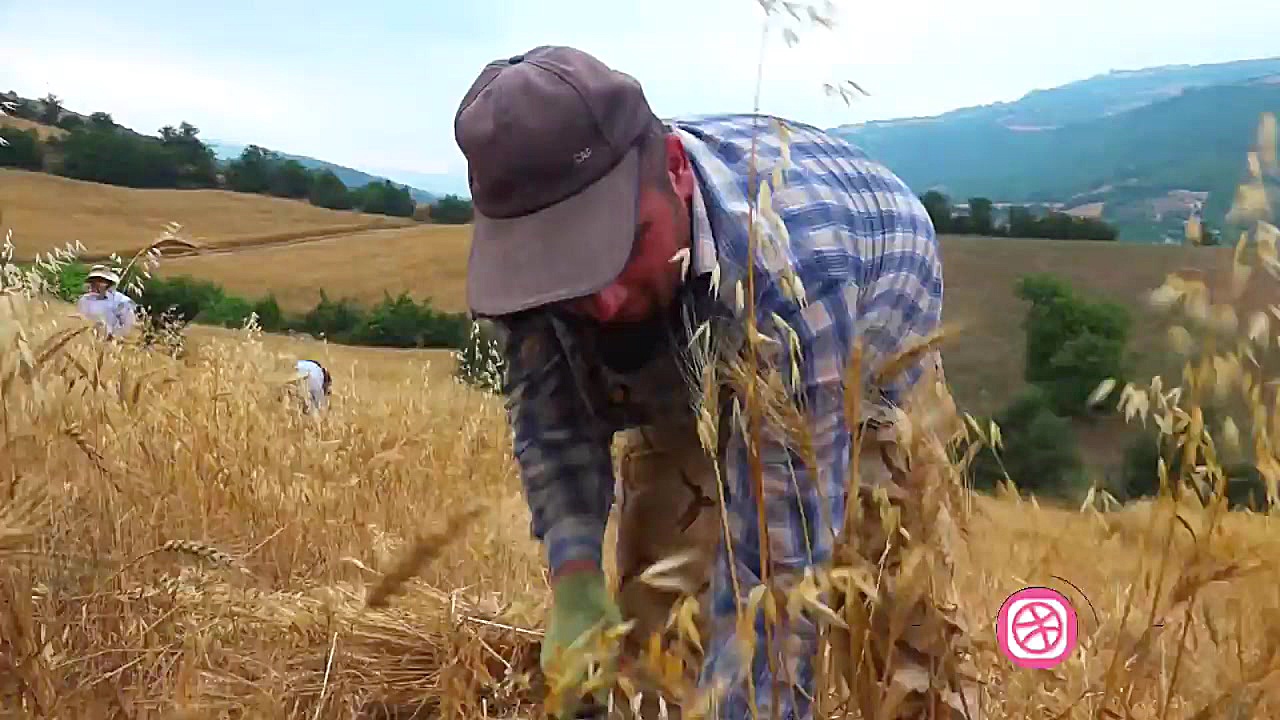 تصاویری بسیار زیبا از برداشت گ...