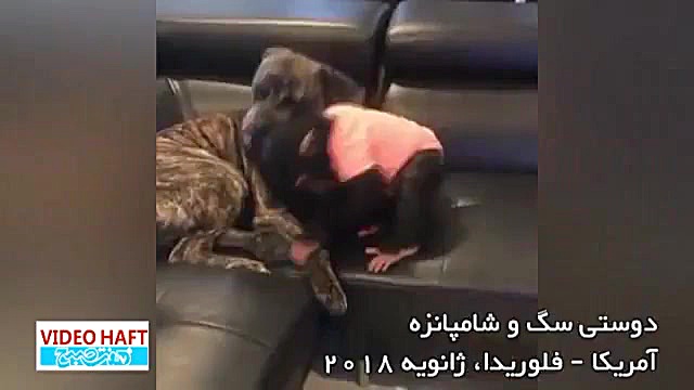 دوستی سگ و شامپانزه!