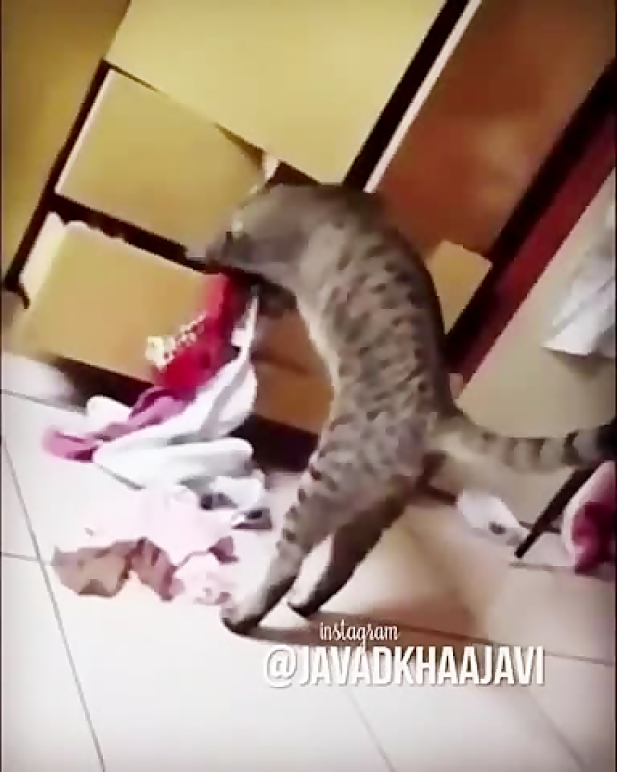 جواد خواجوی، گربه خرابکار