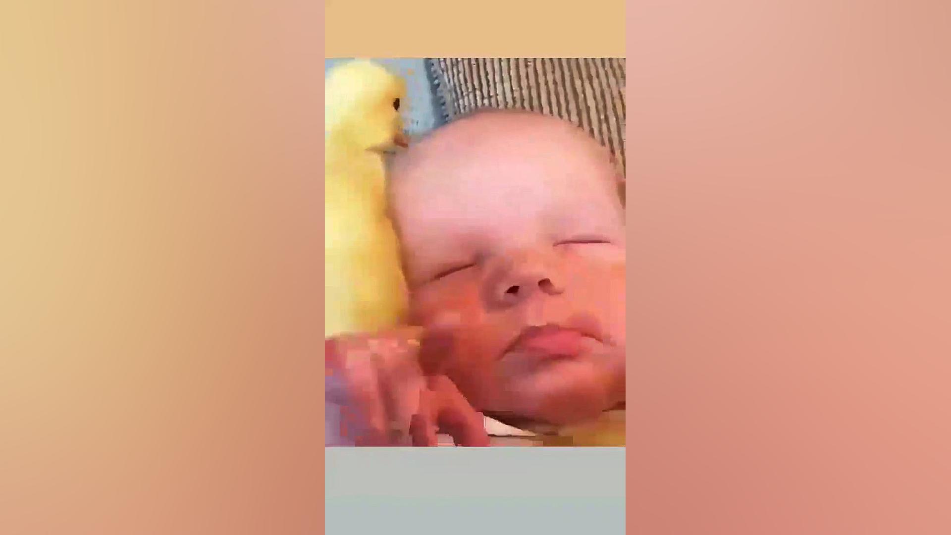 دلتون میاد جوجه اردک داشته باش...