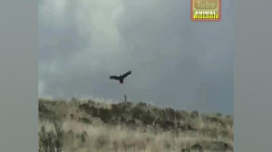 حیات وحش، حمله های دیدنی و شگف...