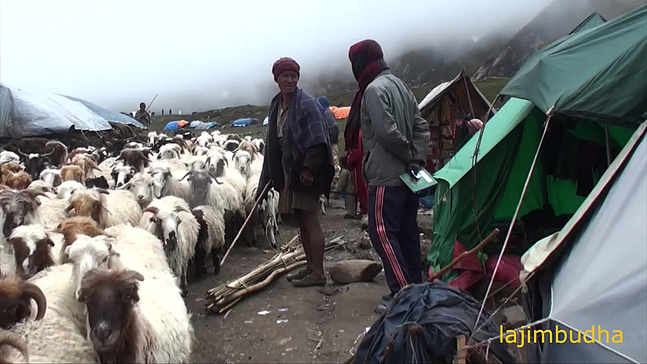 مزرعه گوسفند به سوی مرتع پرورش...