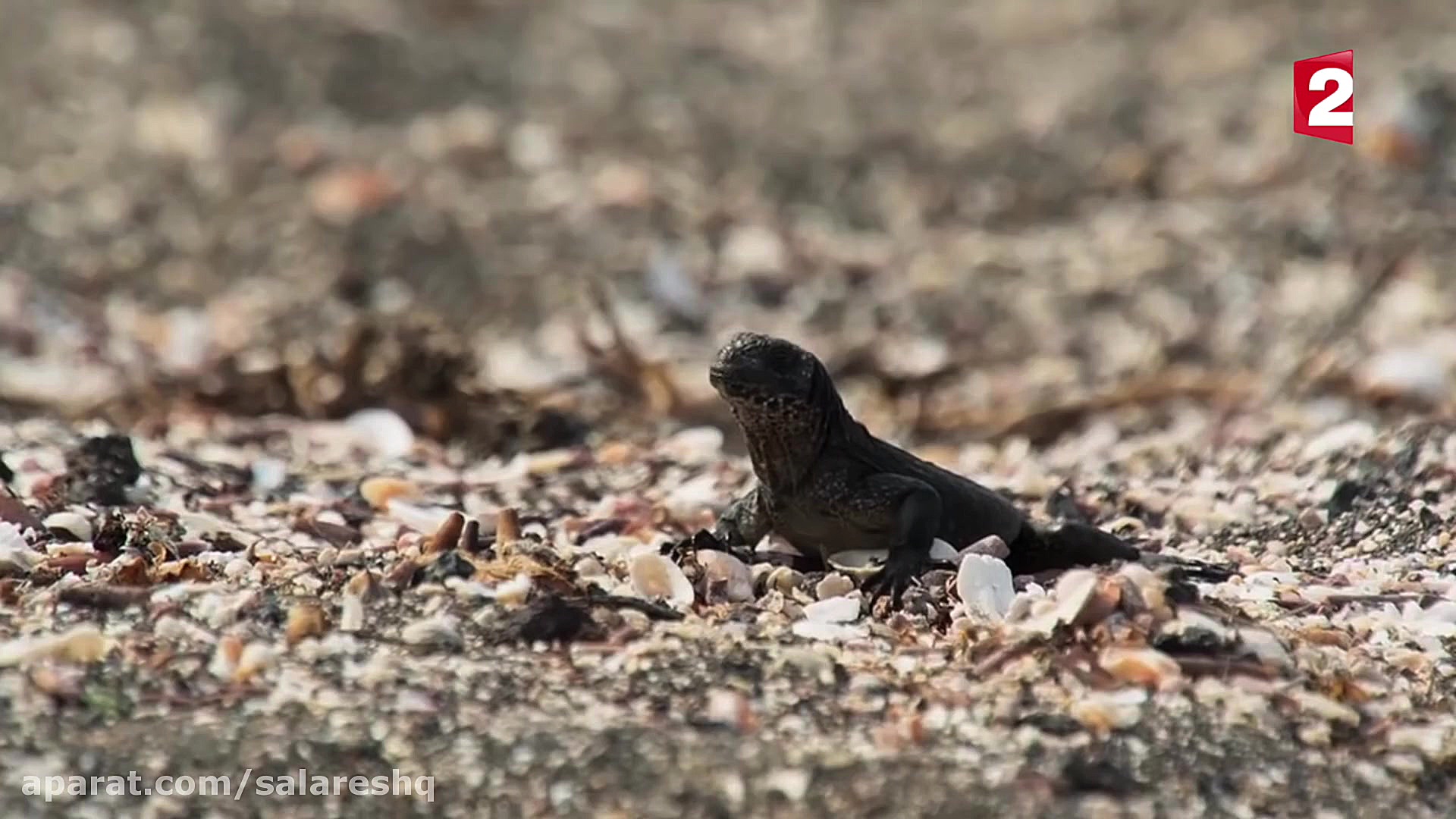 بی رحم ترین مارهای جهان در این...