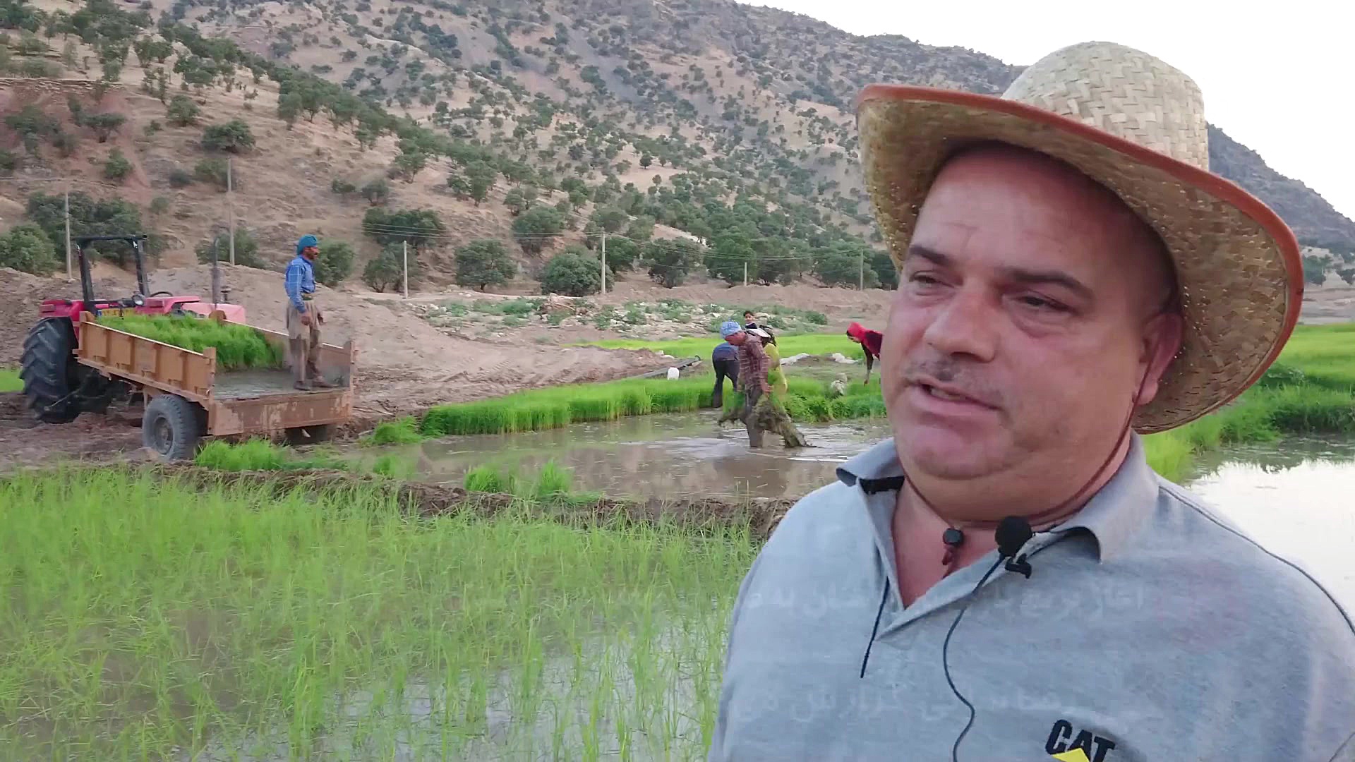 آغاز برنج&zwnj;کاری در لرستان...