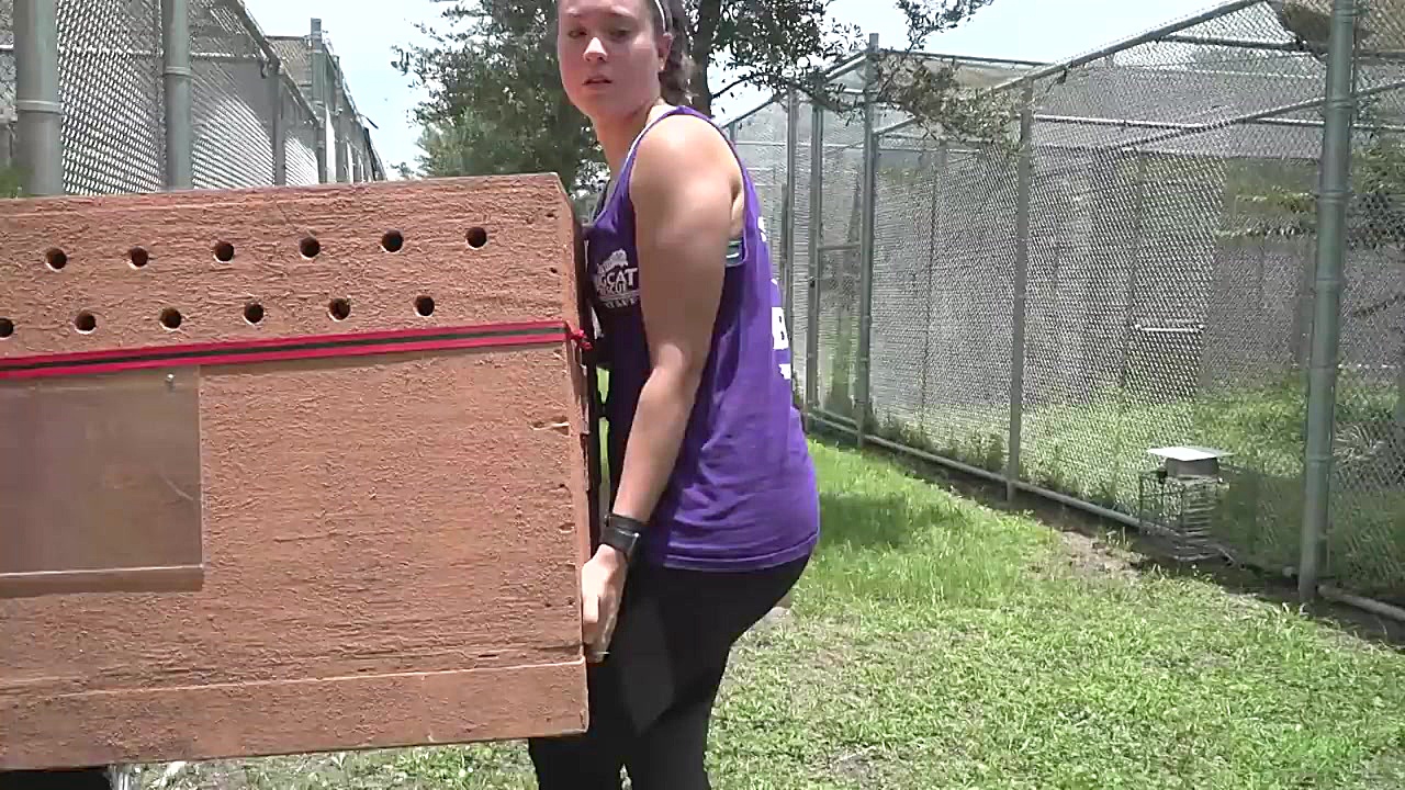 وحشی بابکت رایگان است