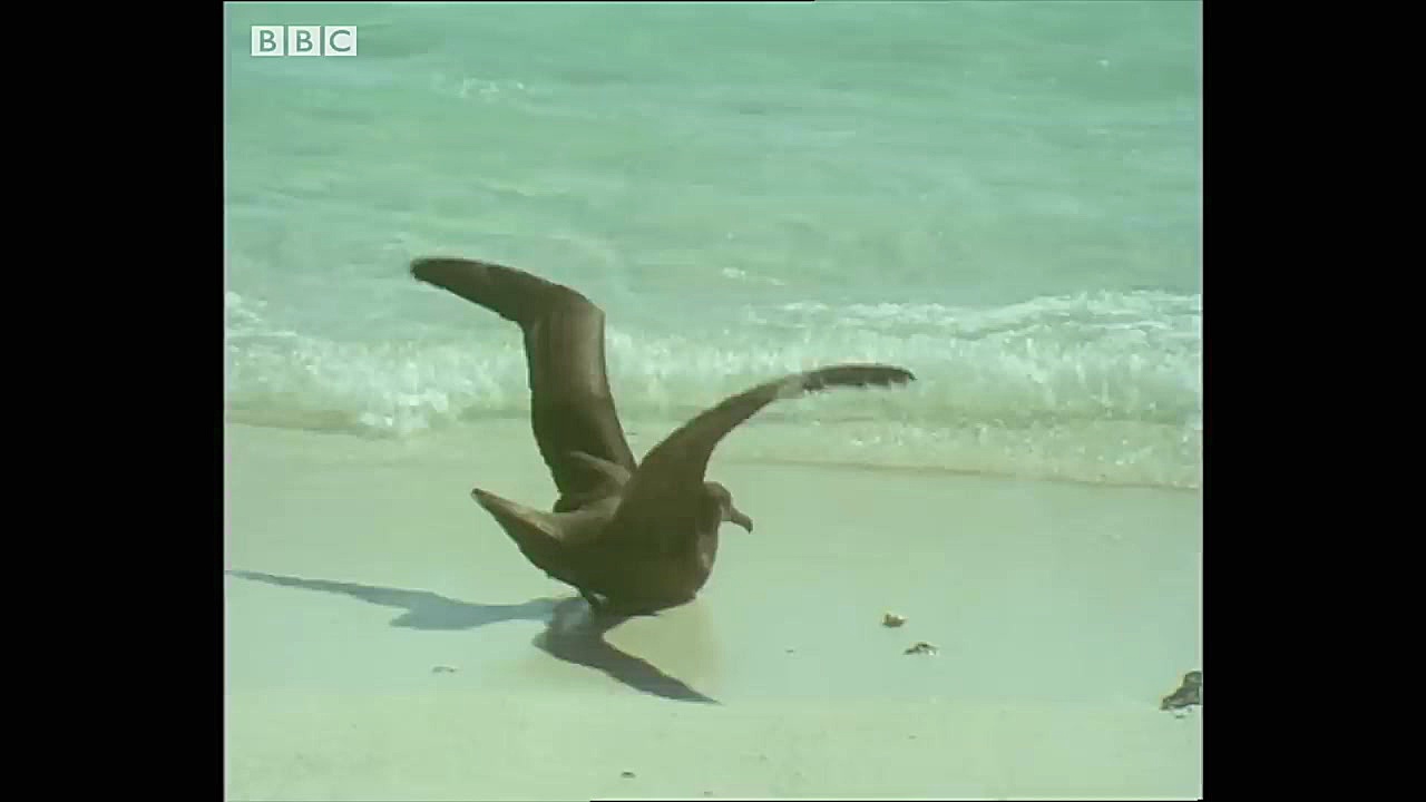 پرنده مقابل کوسه