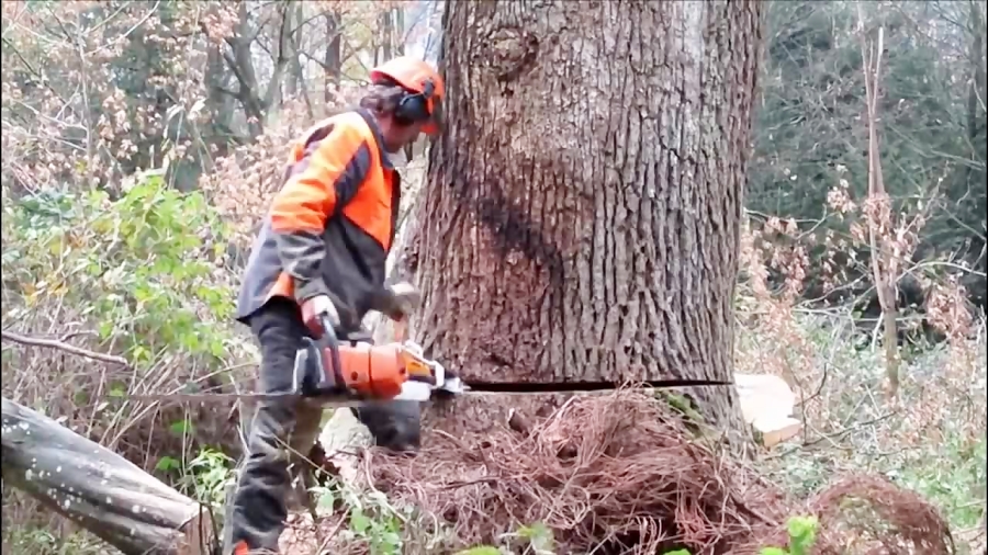 Extreme Dangerous Biggest Tree Felling ¦¦ Amazing Fastest Trees Cut