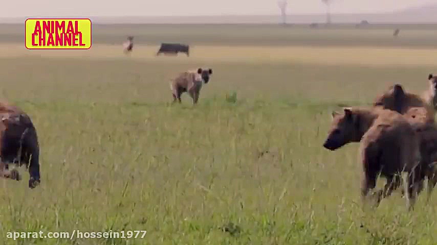 نبردجذاب حیوانات وحشی