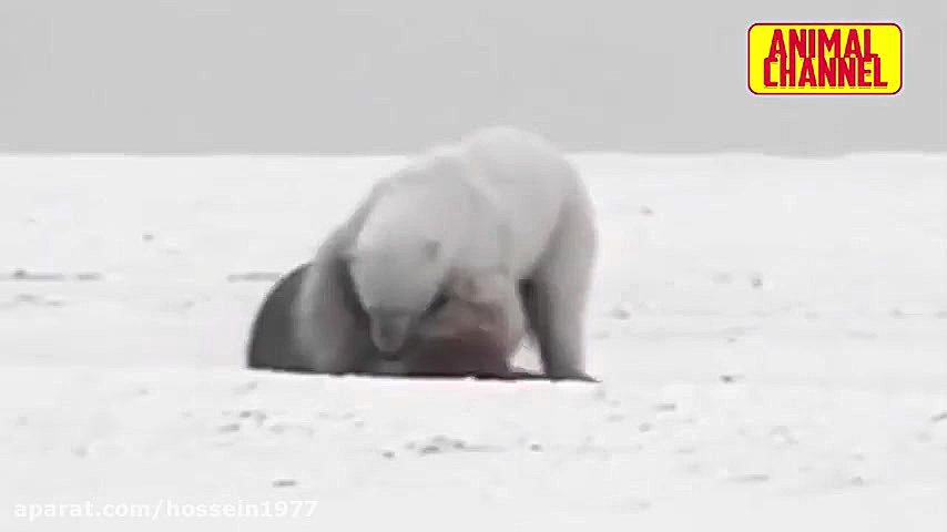 شکاردیدنی حیوانات درنده