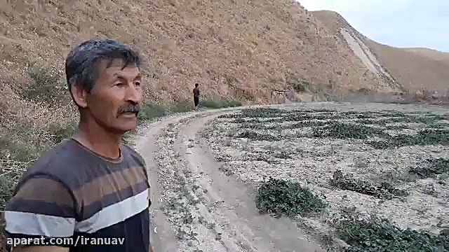 سمپاشی مزرعه هندوانه با پهپاد...