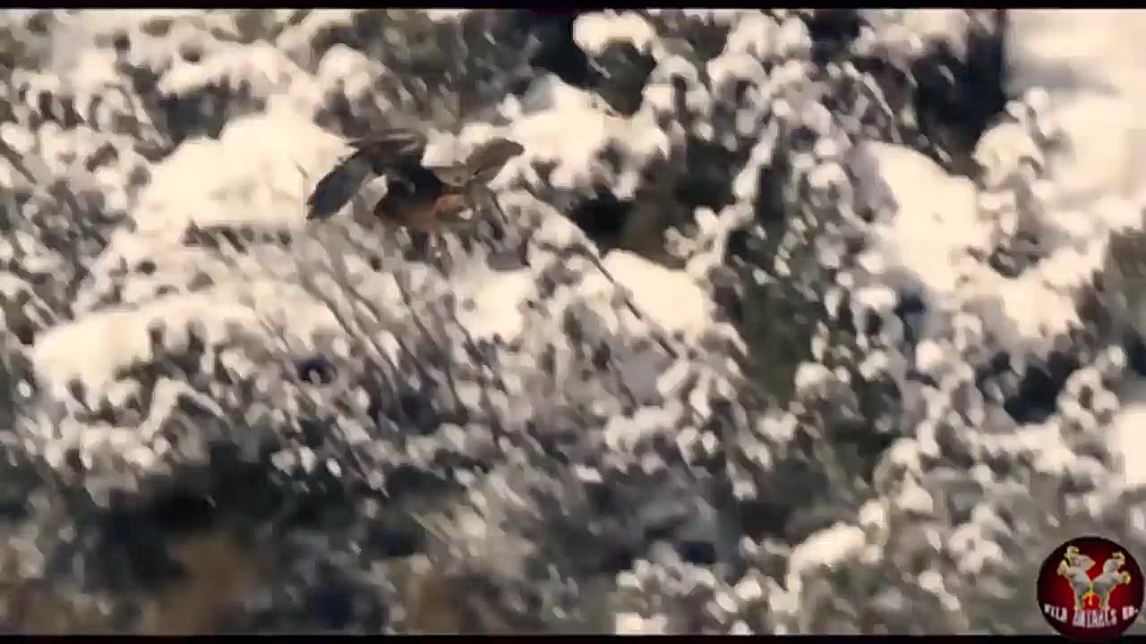 حیات وحش  حمله عقاب های غول پی...