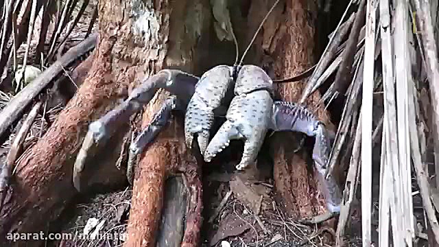 خرچنگ غول پیکری که پرنده شکار...