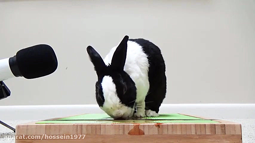 خوردن هندوانه توسط خرگوش