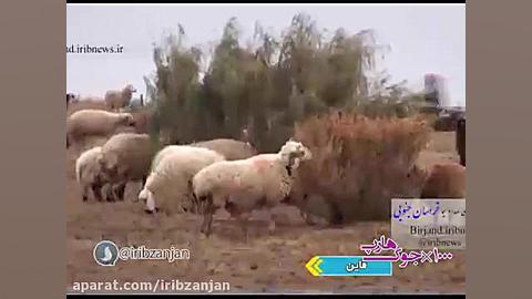 جوک &quot;هارپ&quot; ضربدر 100...