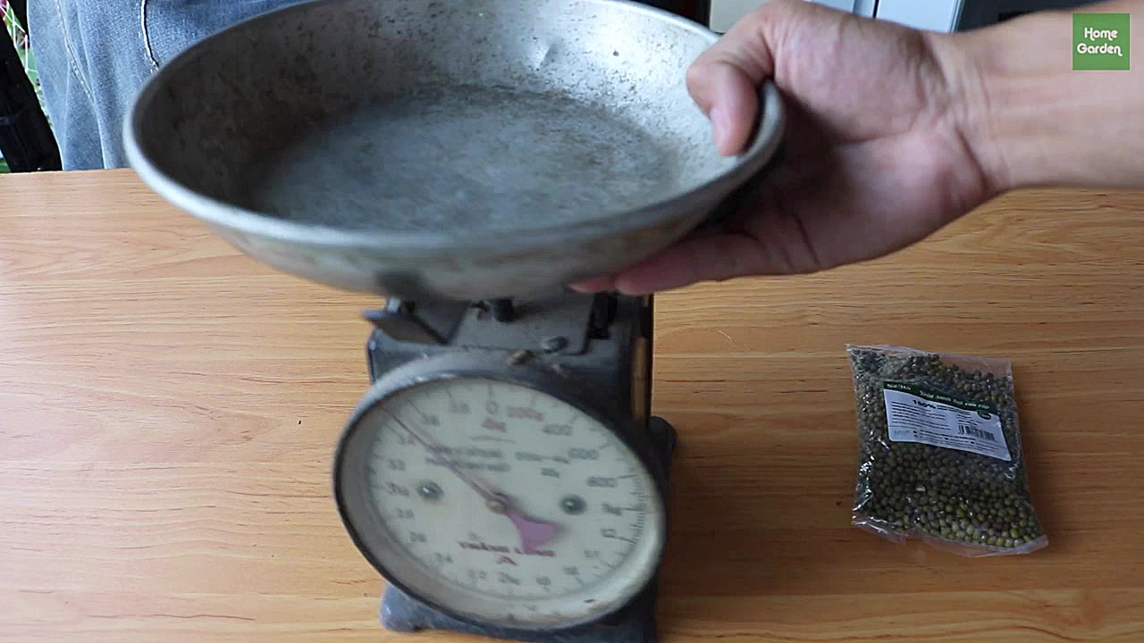 رشد جوانه های ماش داخل بطری نو...