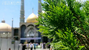ولادت حضرت معصومه (س) و روز دخ...