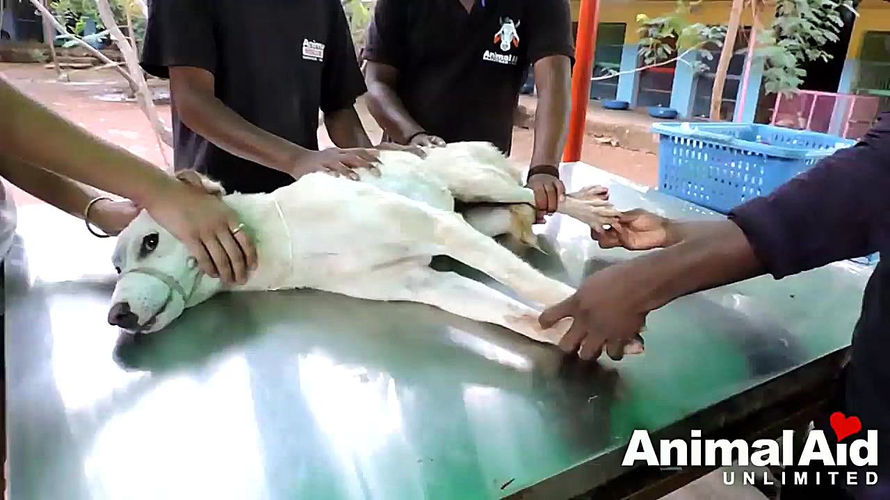 سگی که برای نجات خود تلاش می ک...